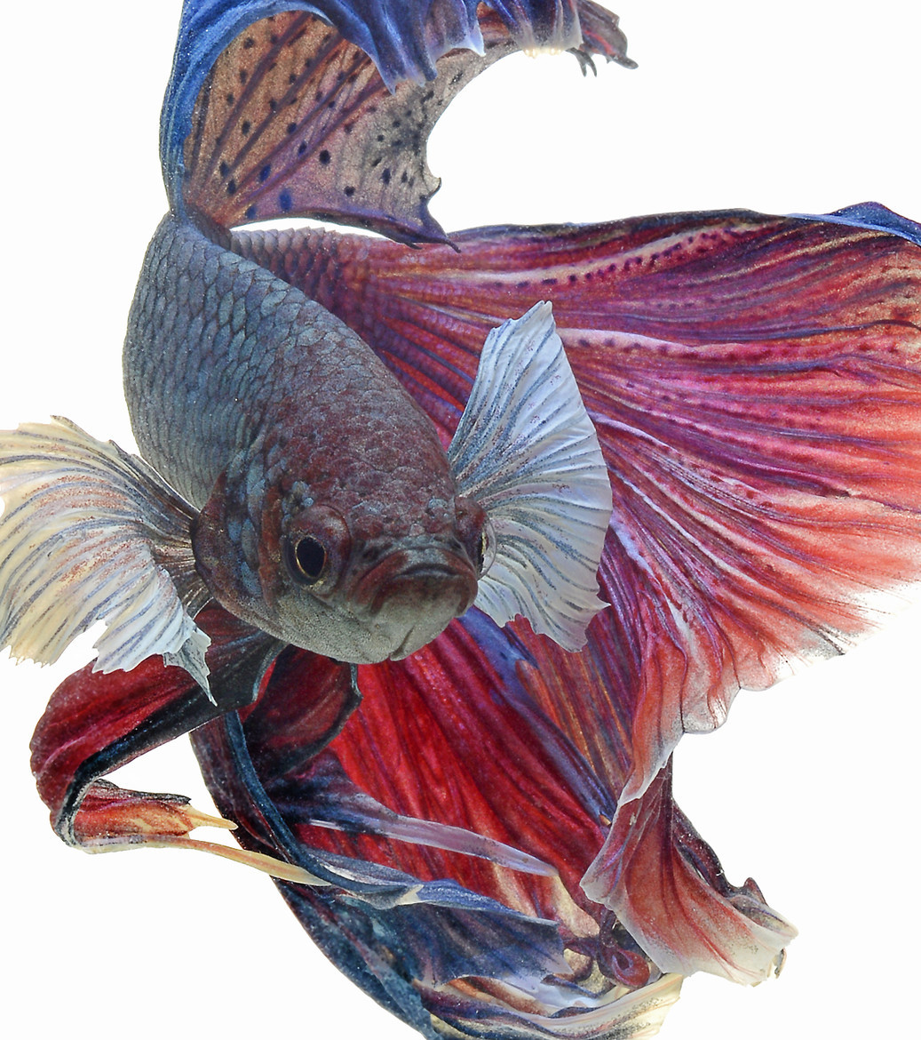 earthandanimals:   Siamese Fighting fish by visarute angkatavanich 