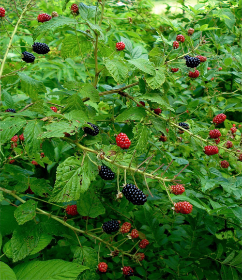 afaerytalelife:Wild Blackberries, by Susy Morris.
