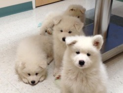 skookumthesamoyed:a very intimidating gang of floofs [tumblr]