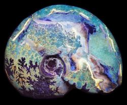 kristinahenning:  Ammonite, opalised, 254nm