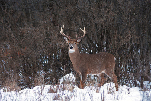 Bambi 2 - White-tailed deer, Ottawa by Jim Cumming on Flickr.