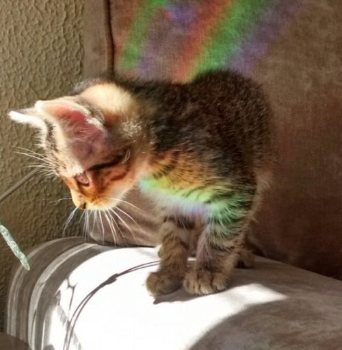 spacelesbians: rainbow cat moodboard 