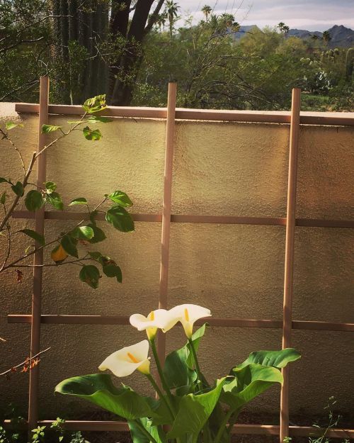 Well, good morning, Tucson!Our last day here. A welcome gesture. #writingretreat #tucson #flowers 