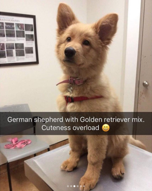 babyanimalgifs:Animal snaps