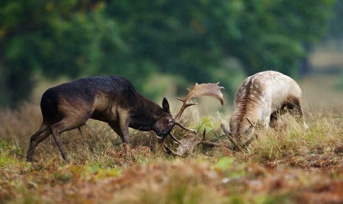 creatures-alive:scuffle in the rain by Mark Bridger