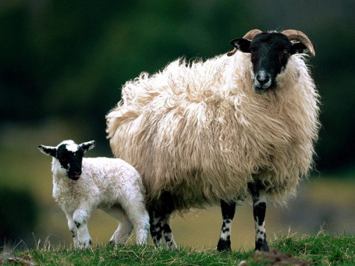 brigantias-isles:Scottish Blackface Ewe and Lamb