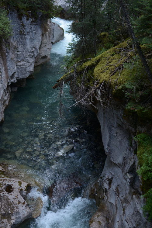 andrewadams:  July 2016, Banff National Park 