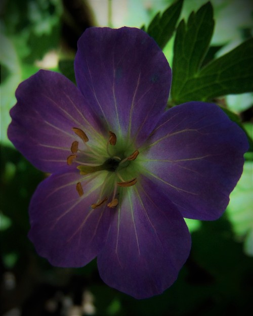 violetcatt:Wild Geraniums