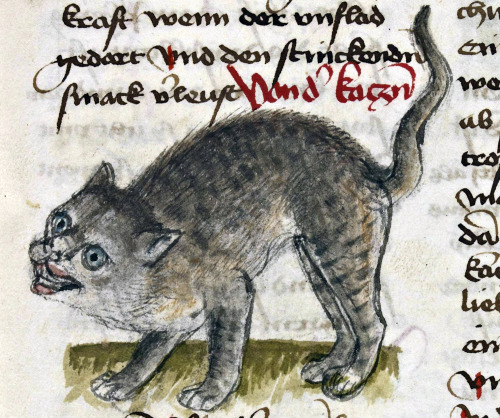 grinning catConrad of Megenberg, &lsquo;Buch der Natur&rsquo;, Germany ca. 1434.Strasbourg, 