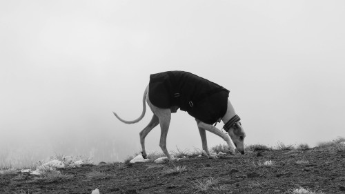 FIFTY SHADES OF GREYHOUNDMarcel Duchamp Mt. Rose