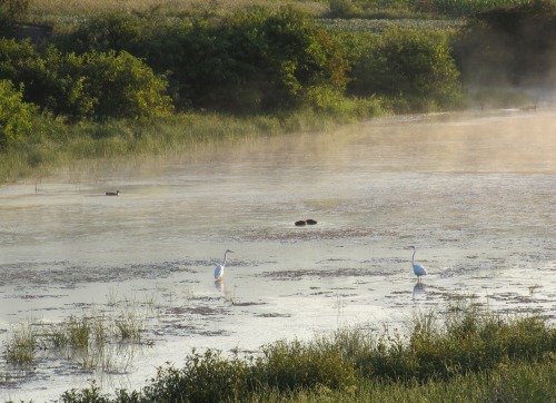 Great egrets slowly stalking the pond.