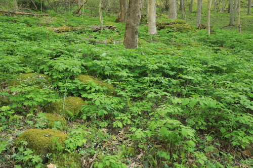 Elizabeth’s Woods, part of the Toms Run Preserve system, is located just a few minutes from wh