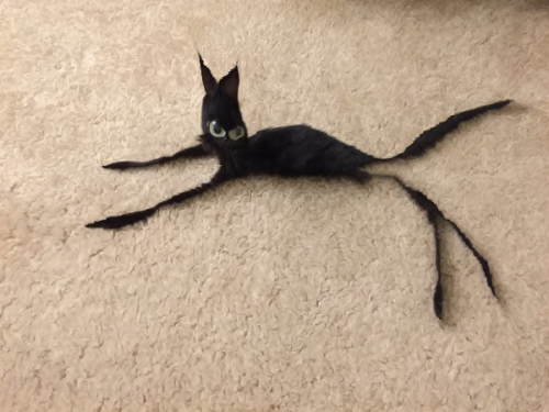 flovvright: posting my content aware scaled cat collection as an act of nonviolent protest against m