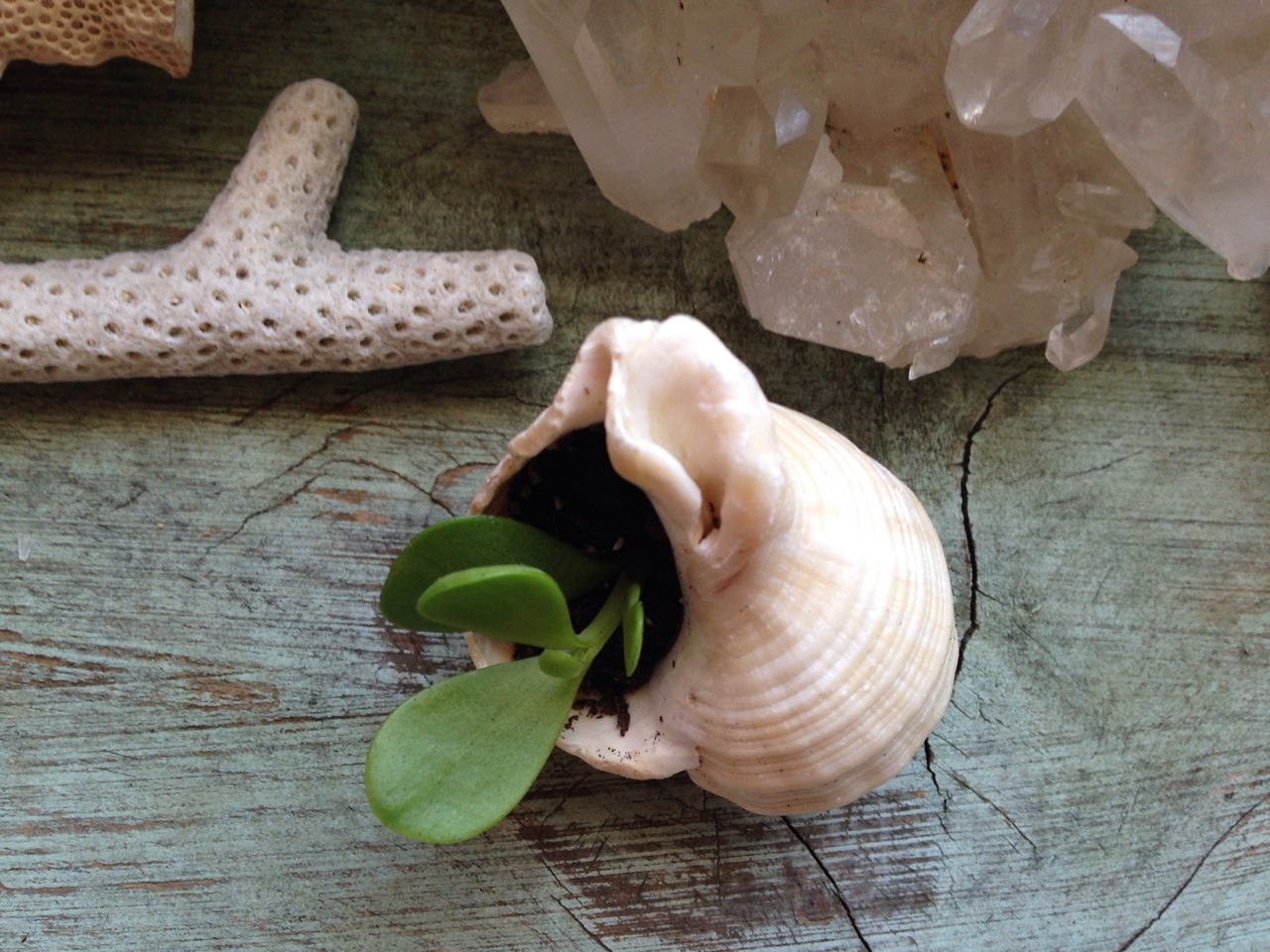 floralwaterwitch:  The tiniest little jade bby 