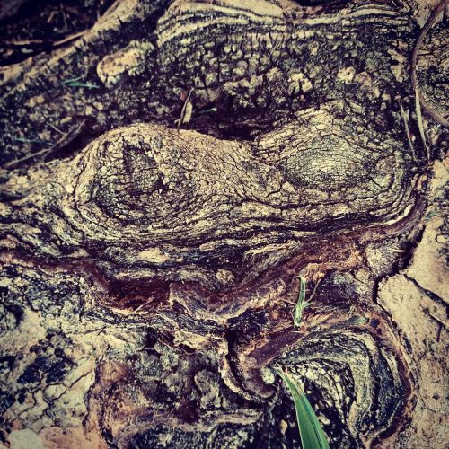 #texture #wood #tree #root #blacknwhite 