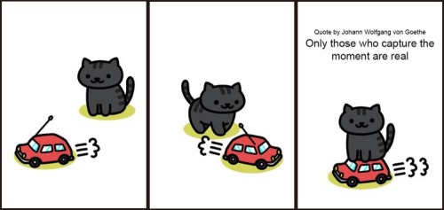 somagramme: Neko Atsume wisdom (pt. 2)