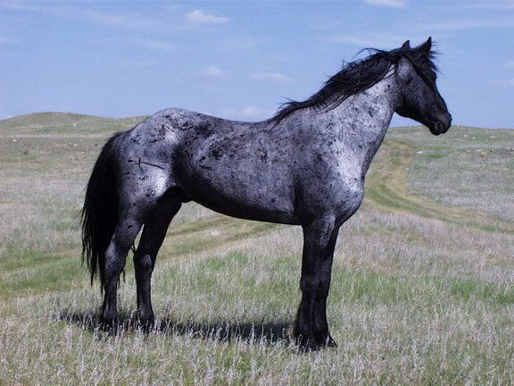 Blue roan quarter horse stallion