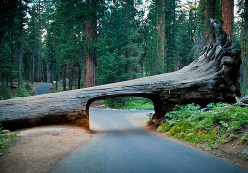 birdasaurus:  Sequoia National Park 