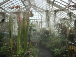 plantlette:  burrito-cat:  plantlette:  It was so unbearably humid in here but the carnivorous plants were so incredible that it was worth it  Is that the bio dome in Montreal? I think I’ve been there  It’s the lovely Flower Conservatory in Golden