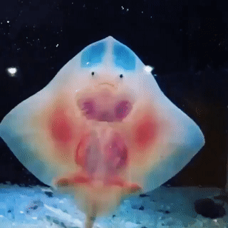 A baby clearnose skate, a small stingray thats translucent so it's organs are visible, swimming upwards, the bottom of it and its face visible
