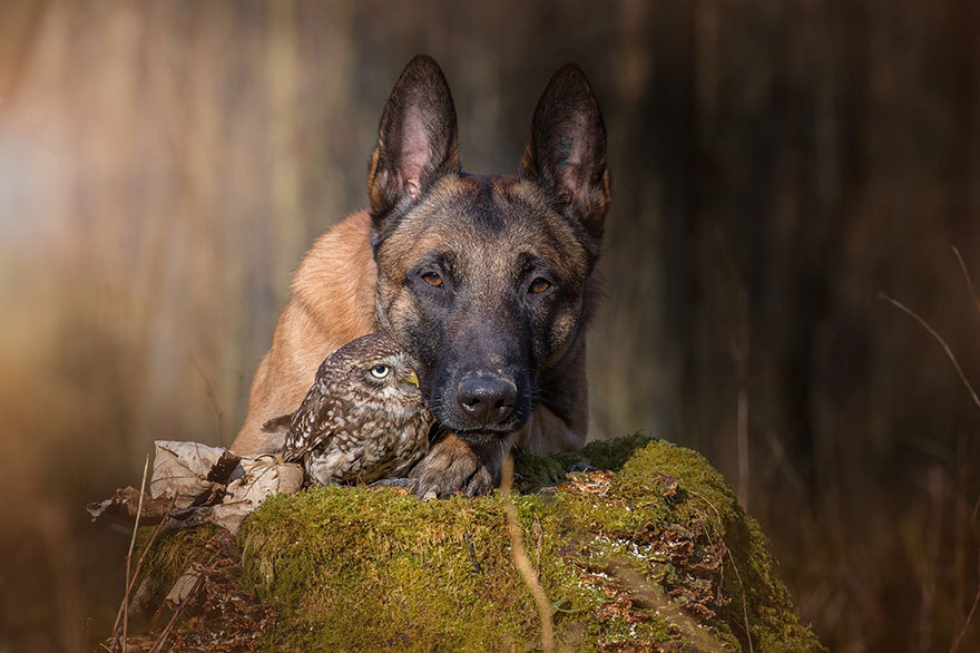 xdoggylovex:I wouldn’t have believed that an owl and a dog could become best friends