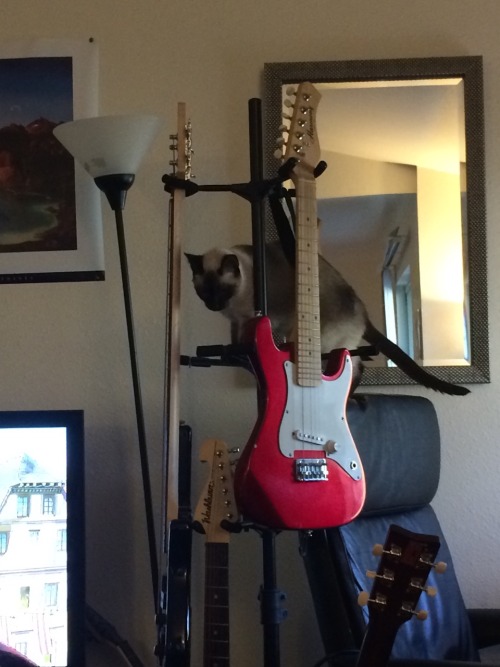Stupid cat playing in the guitar tree.