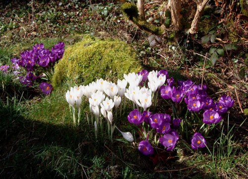 jupiterjuniper:White and purple Crocus