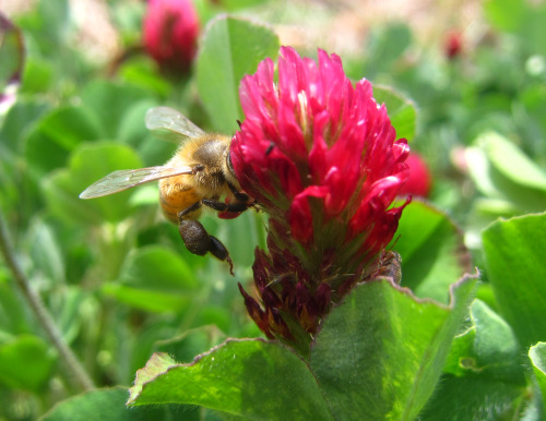 April 2016 - Bee diving headfirst into Crimson CloverOur garden is currently an explosion of crimson