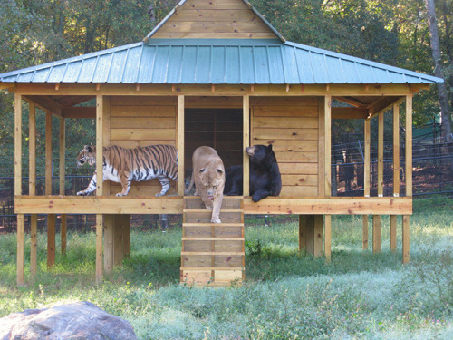 awesome-picz:    Bear, Lion And Tiger Brothers Haven’t Left Each Other’s Side For 15 Years.
