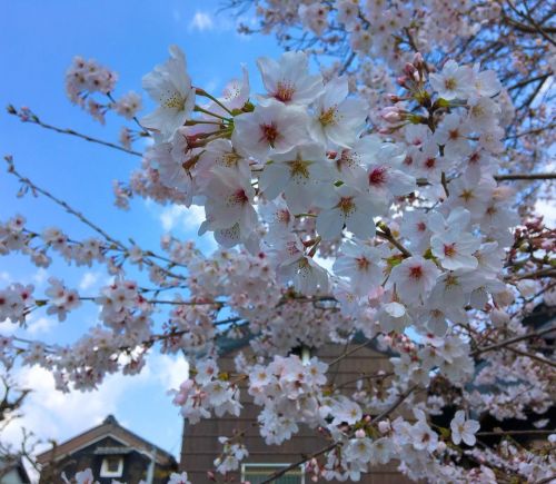 Cherry blossoms at the Kawaramachi Historic District in Gifu City (at Kawaramachi Town) www.