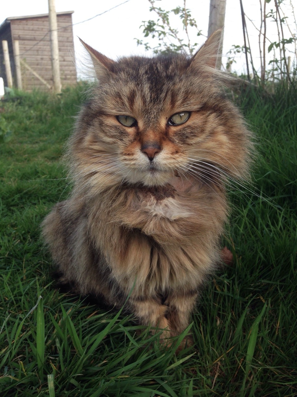 kitty-in-training:  The ‘feral’ cat that lives on the allotments has taken up