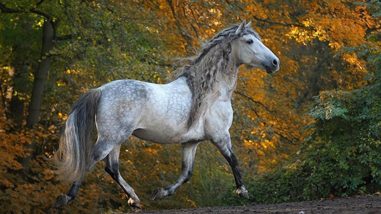ashcashmere:  Dapples: The flowers on a horses back. 