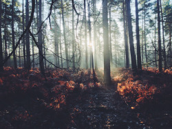 foxmouth:  Sunlight Through the Trees, 2014 |