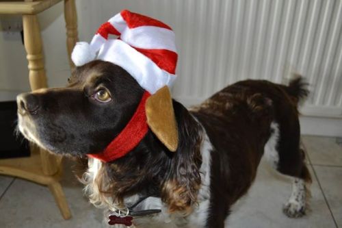 worldofthecutestcuties:  Little Benji rocking his (ill-fitting) Christmas hat