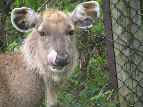 we went to a safari park. probably the best photos i got out of all of them