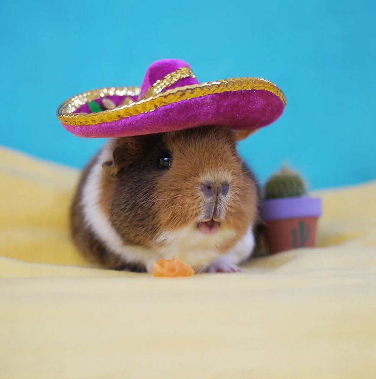 reallycuteanimalpictures:  www.mirror.co.uk