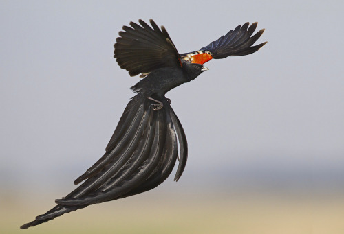 Long-tailed widowbirdrick van der weijdecallie De Wet EJ landsberg