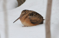 otterpillow:American woodcock at the Humming Tombstone, Central Park