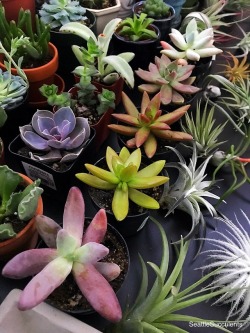 seattlesucculents:  Colors of nature.