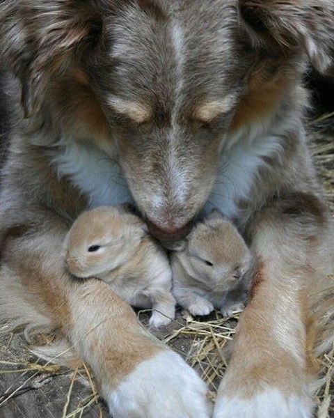 only-cute-animals:Tag someone love you Tag your friends #cuteanimalshow