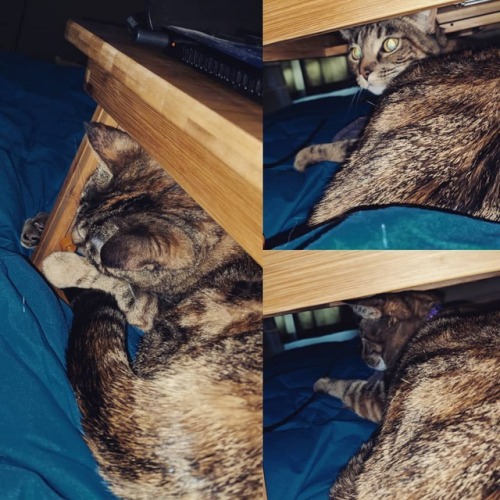 Harvey at her finest. Stealing the smallest space from under my lap bed table. #catsofinstagram #cat