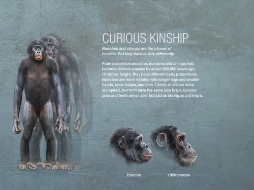 scienceyoucanlove:Ever wondered what are the differences between#Bonobos and #chimpanzees ? Use this