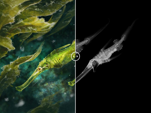 A bare-bones look at bizarre fishModern fish make up a huge part of Earth’s ecosystems, and co
