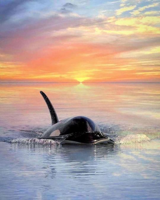 dark34angel:Playful moments. 💦 The killer whale, otherwise known as an orca, inhabit all oceans of the world. While they are most abundant in colder waters like Alaska, Antarctica, and Norway, they are also spotted in tropical and subtropical waters