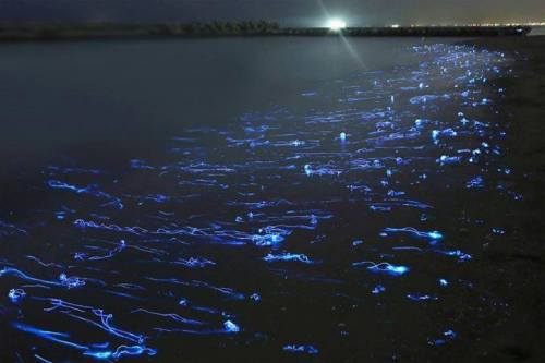 Firefly squidsThere are many kinds of bioluminescent creatures on earth, such as fireflies and plank