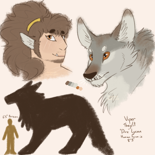 [image ID: three digital drawings of a werewolf character. the first drawing, in the upper left corn