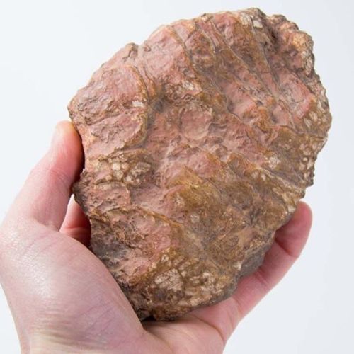 Dinosaur Coprolite 104mm in total length, a large specimen dinosaurian dung! This example of fossili