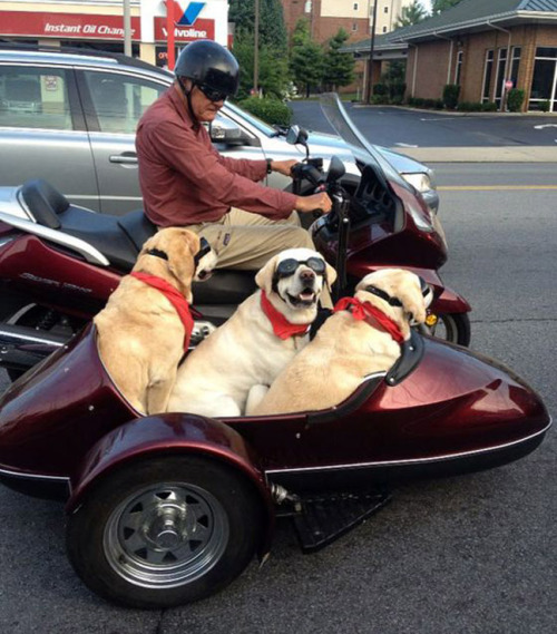 femalexxrebel:  phototoartguy:  The man’s best friend!  Literally nothing better than the love you receive from a dog. 