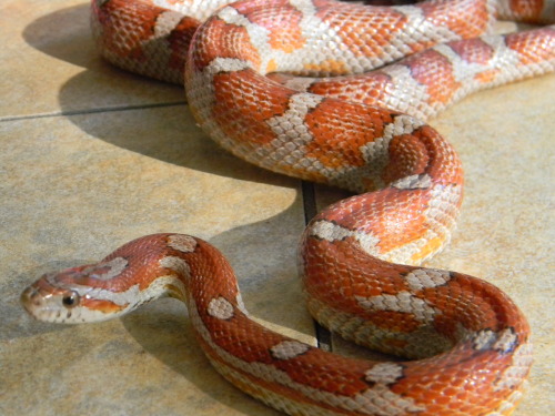 idionkisson:silmarillion-shibasnsnakes:About half of my corns, two of each snake in order:Lavender; 