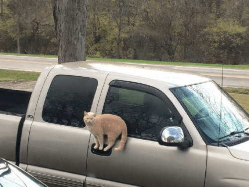 aregrettablehullabaloo:tikixreblogs:cat-lover-1001:bending laws of physics is easy for us I-Cats ref